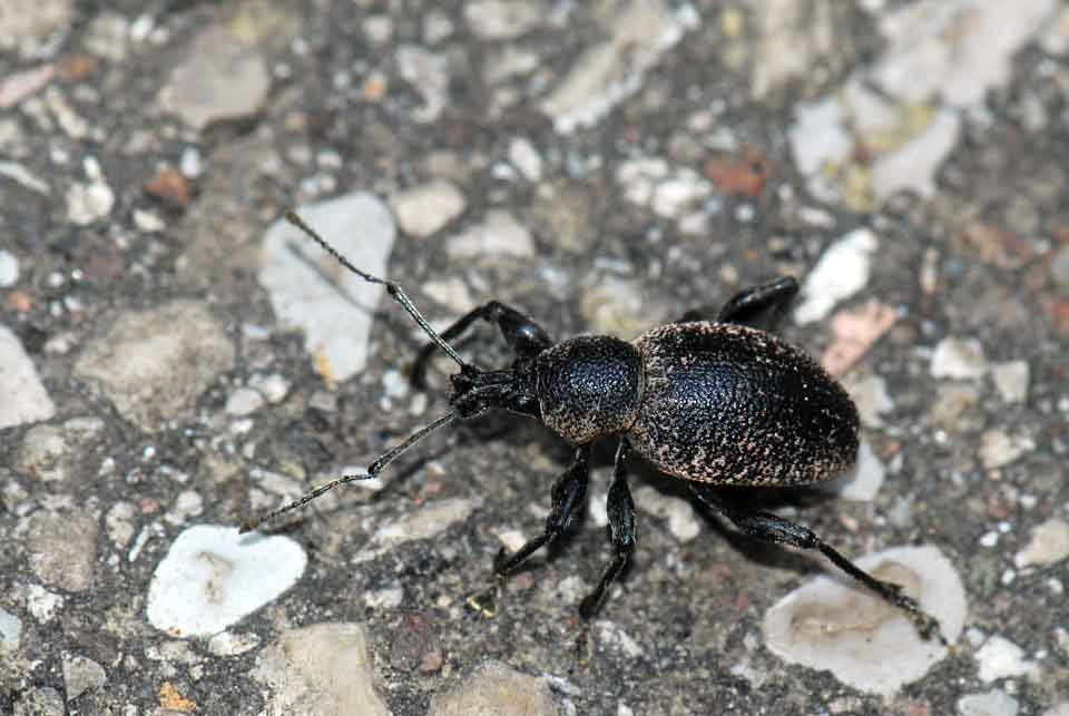 Curculionidae specie? Otiorhynchus vehemens